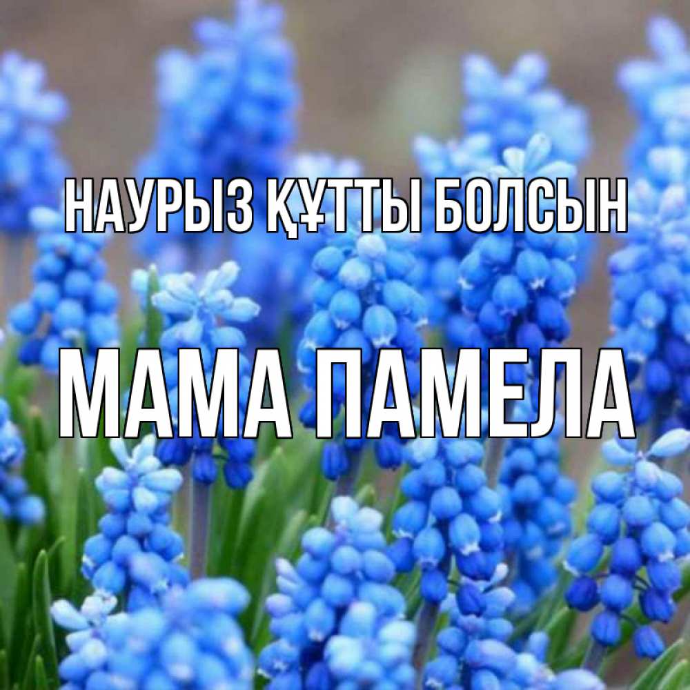 Открытка на каждый день с именем, Мама-Памела Наурыз құтты болсын Поздравительная открытка для женщин с цветами на праздничную дату Прикольная открытка с пожеланием онлайн скачать бесплатно 
