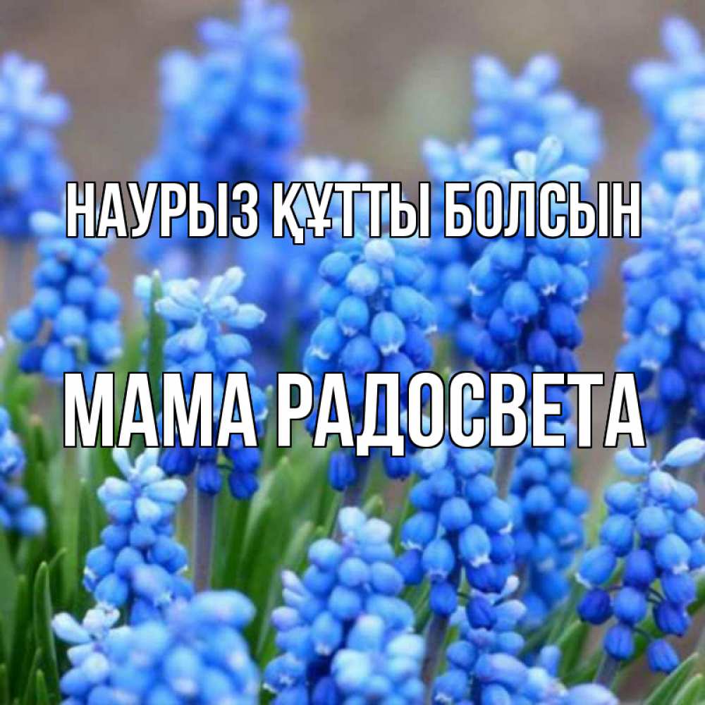 Открытка на каждый день с именем, Мама-Радосвета Наурыз құтты болсын Поздравительная открытка для женщин с цветами на праздничную дату Прикольная открытка с пожеланием онлайн скачать бесплатно 
