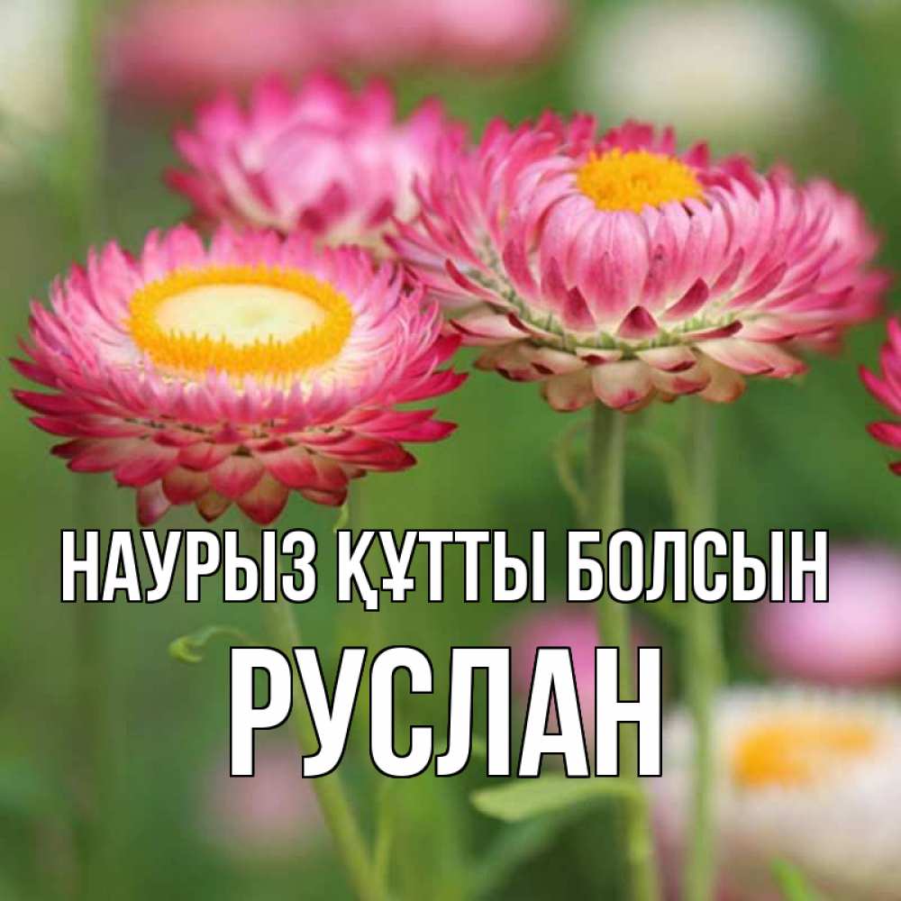 Открытка на каждый день с именем, Руслан Наурыз құтты болсын подарок на международный женский день Прикольная открытка с пожеланием онлайн скачать бесплатно 