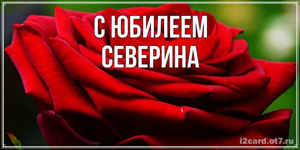 Открытка на каждый день с именем, Северина С юбилеем розочка очень красивая Прикольная открытка с пожеланием онлайн скачать бесплатно 