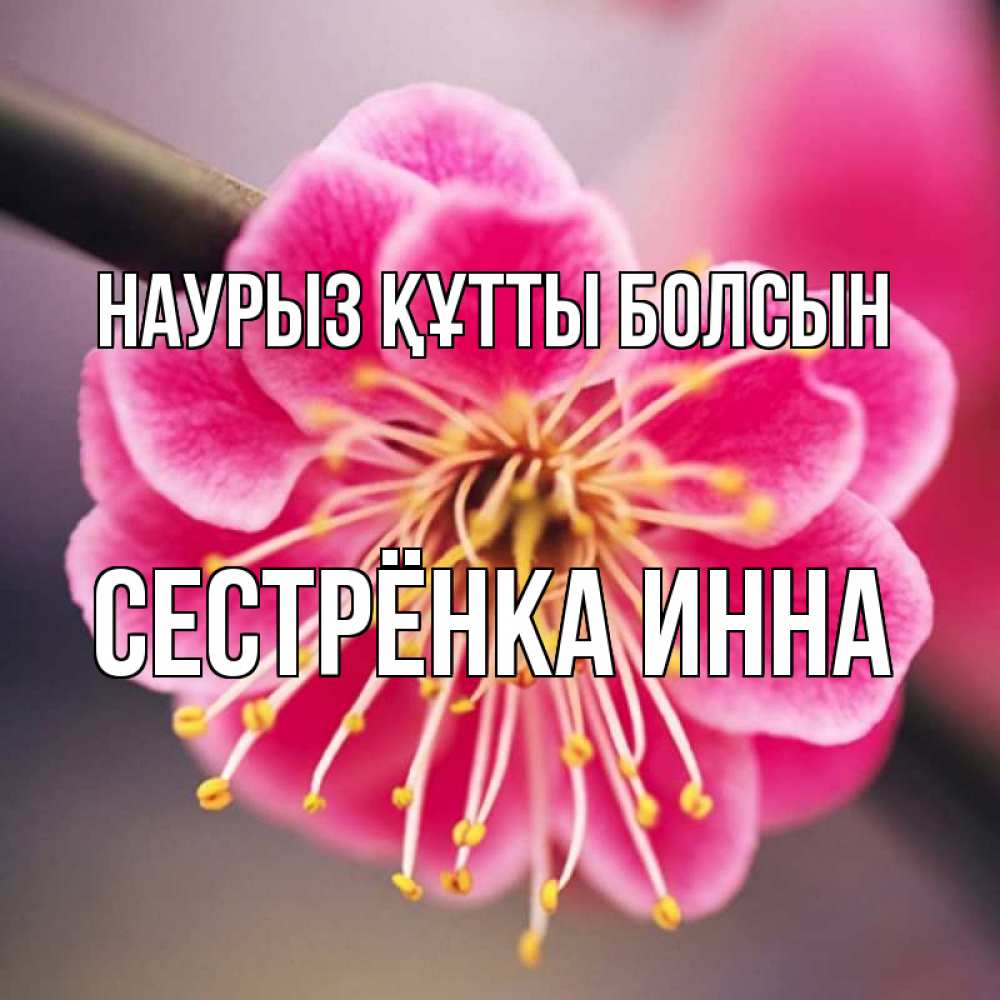 Открытка на каждый день с именем, Сестрёнка-Инна Наурыз құтты болсын цветы Прикольная открытка с пожеланием онлайн скачать бесплатно 