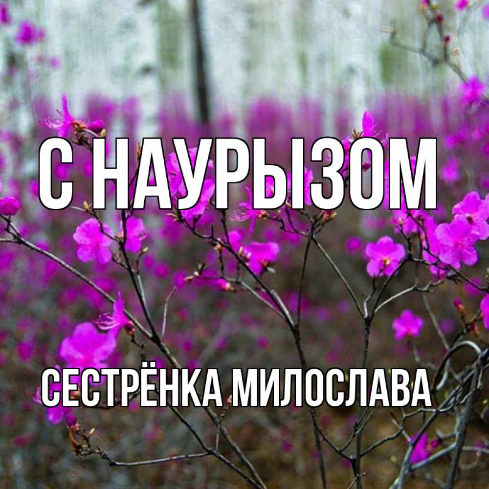 Открытка на каждый день с именем, Сестрёнка-Милослава С наурызом дикие цветы Прикольная открытка с пожеланием онлайн скачать бесплатно 
