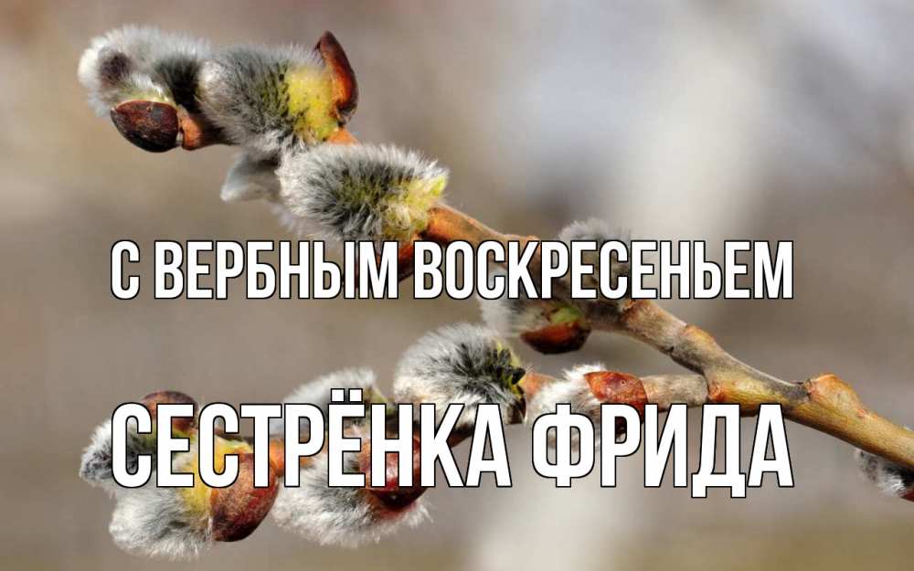Открытка на каждый день с именем, Сестрёнка-Фрида С вербным воскресеньем Верба Прикольная открытка с пожеланием онлайн скачать бесплатно 