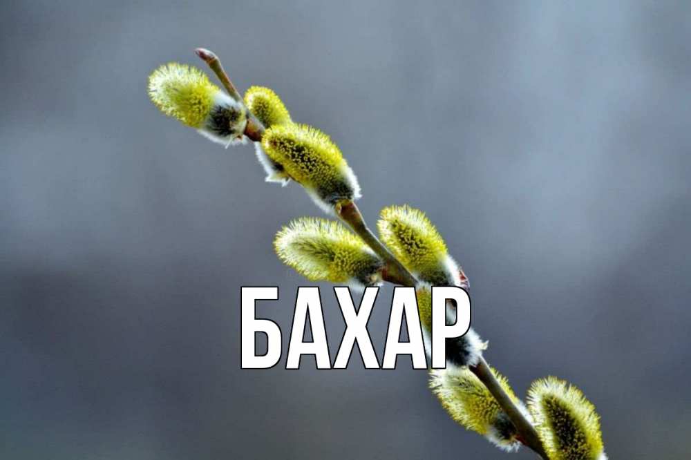 Открытка на каждый день с именем, Бахар Главная верба Прикольная открытка с пожеланием онлайн скачать бесплатно 