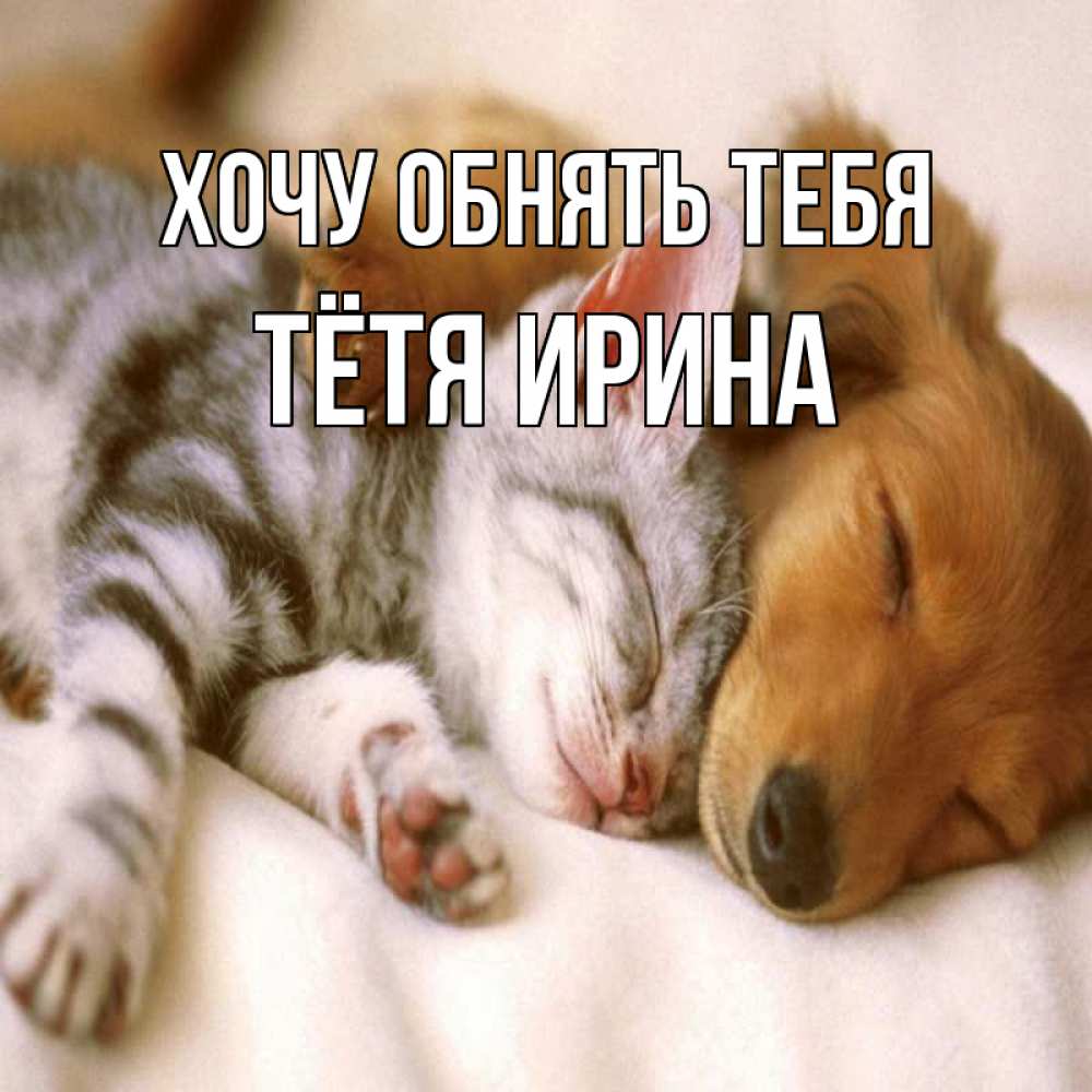 Открытка на каждый день с именем, Тётя-Ирина Хочу обнять тебя пес и котенок Прикольная открытка с пожеланием онлайн скачать бесплатно 