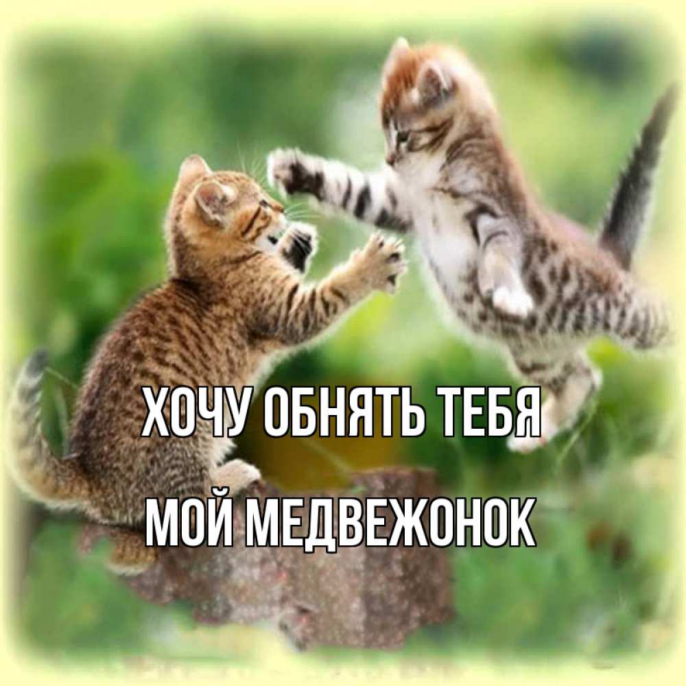 Открытка на каждый день с именем, Мой-Медвежонок Хочу обнять тебя игры котят Прикольная открытка с пожеланием онлайн скачать бесплатно 