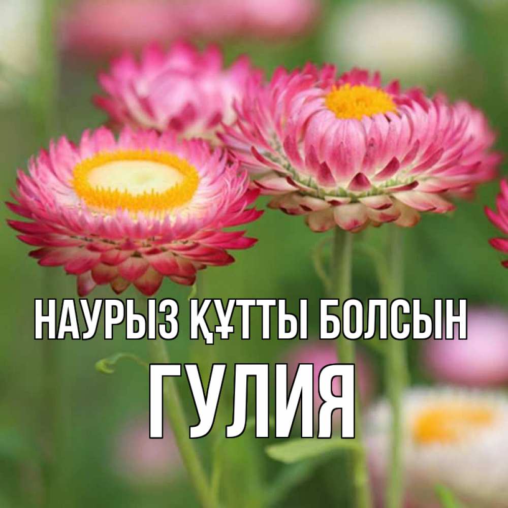 Открытка на каждый день с именем, Гулия Наурыз құтты болсын подарок на международный женский день Прикольная открытка с пожеланием онлайн скачать бесплатно 