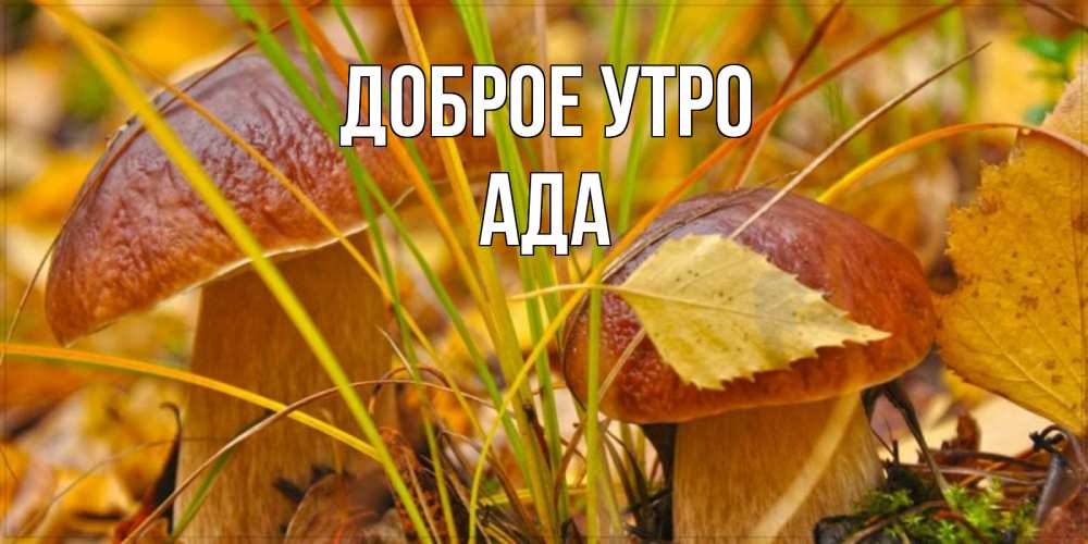 Открытка на каждый день с именем, Ада Доброе утро осенние грибы Прикольная открытка с пожеланием онлайн скачать бесплатно 