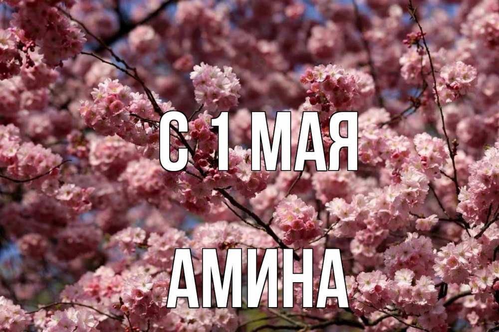 Открытка на каждый день с именем, Амина С 1 мая С 1 мая Прикольная открытка с пожеланием онлайн скачать бесплатно 