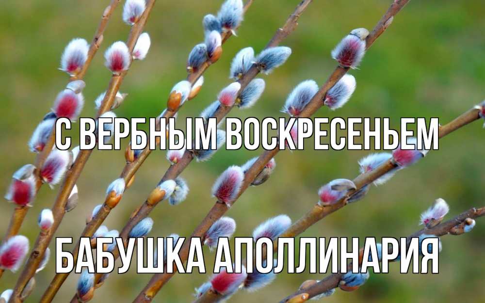 Открытка на каждый день с именем, Бабушка-Аполлинария С вербным воскресеньем верба Прикольная открытка с пожеланием онлайн скачать бесплатно 
