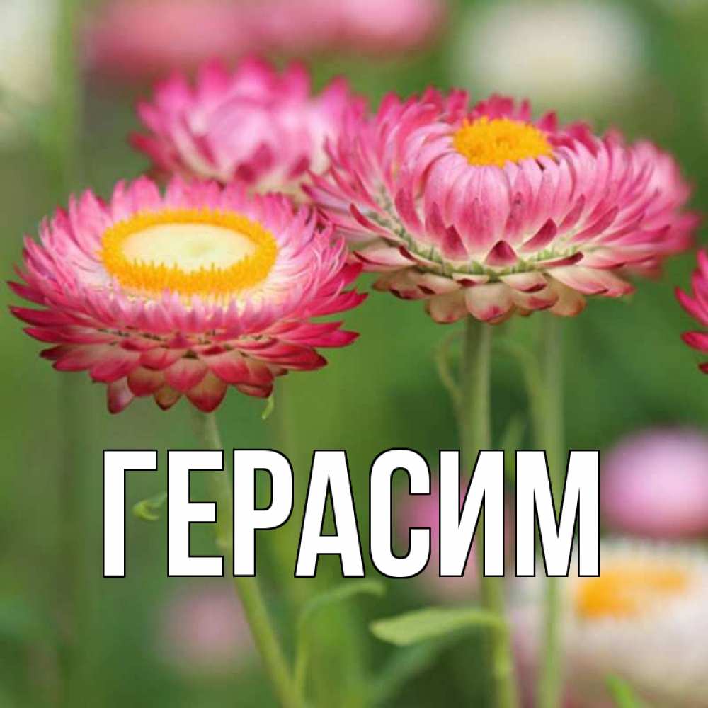 Открытка на каждый день с именем, Герасим Главная подарок на международный женский день Прикольная открытка с пожеланием онлайн скачать бесплатно 