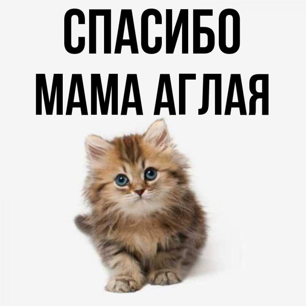 Открытка на каждый день с именем, Мама-Аглая Спасибо пушистый котик Прикольная открытка с пожеланием онлайн скачать бесплатно 