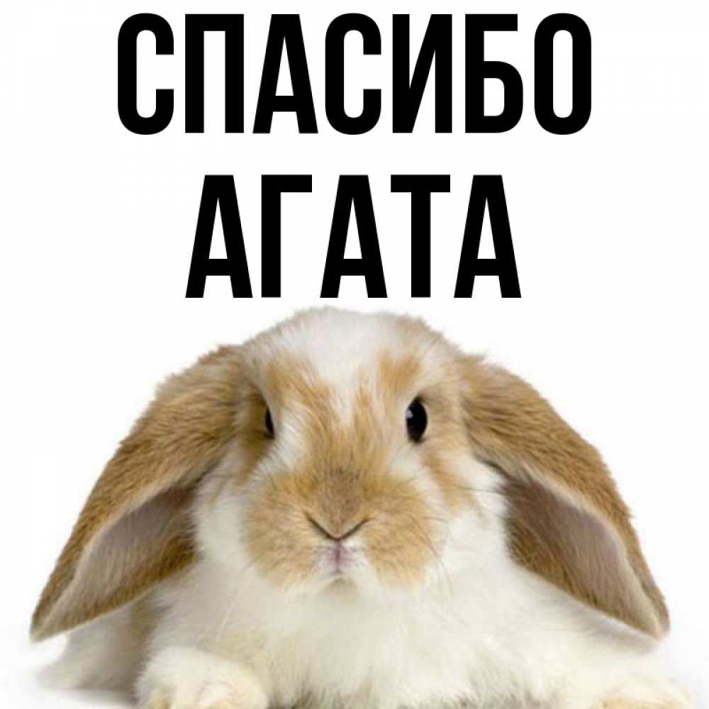 Открытка на каждый день с именем, Агата Спасибо коричнево белый заяц Прикольная открытка с пожеланием онлайн скачать бесплатно 