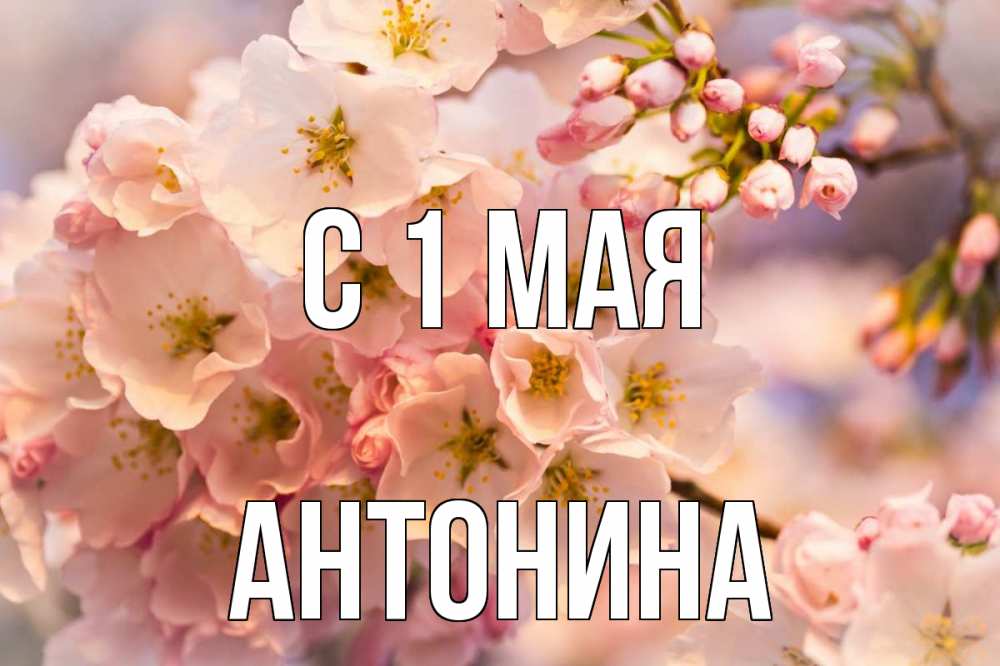 Открытка на каждый день с именем, Антонина С 1 мая С 1 мая Прикольная открытка с пожеланием онлайн скачать бесплатно 