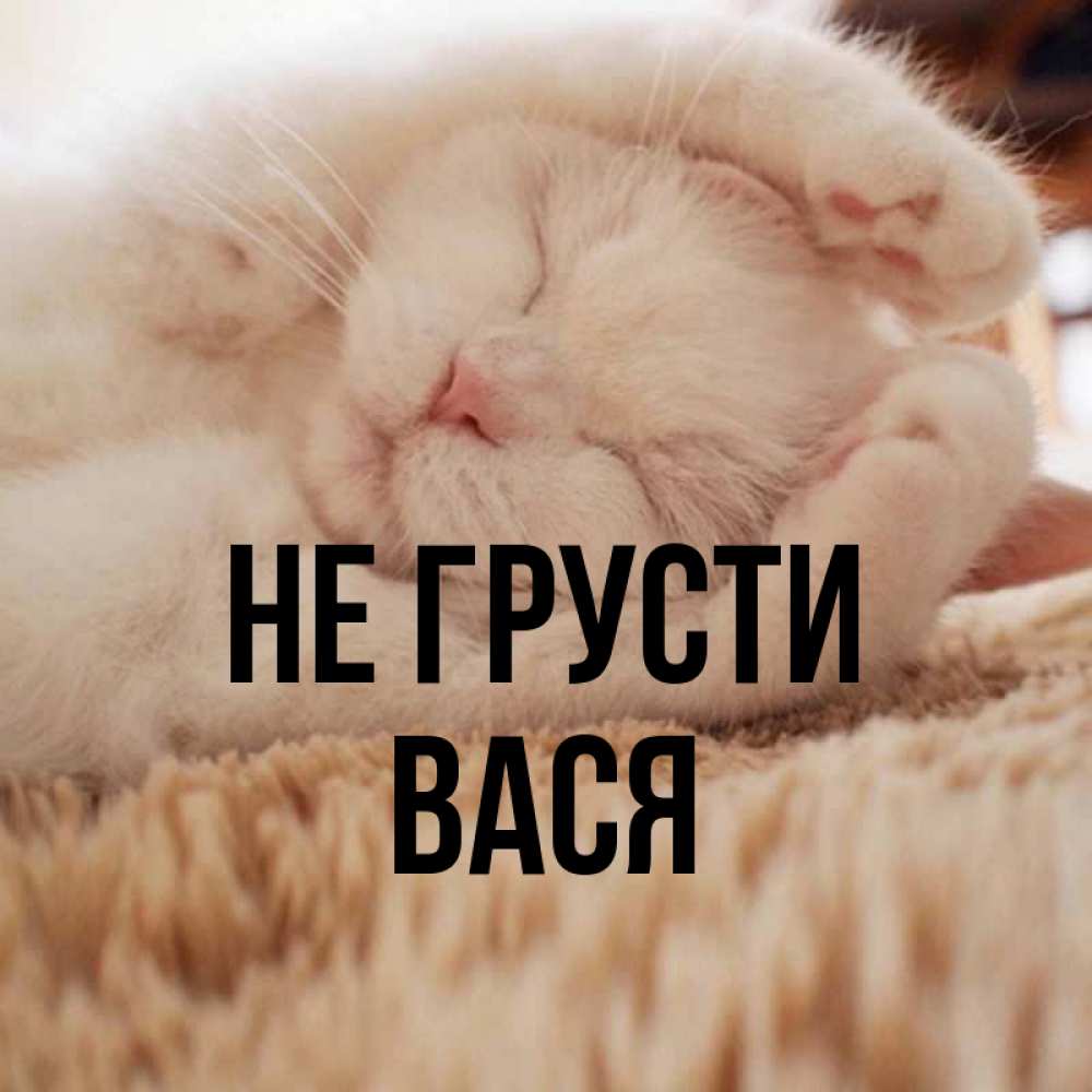 Открытка на каждый день с именем, Вася Не грусти Котенок спит Прикольная открытка с пожеланием онлайн скачать бесплатно 