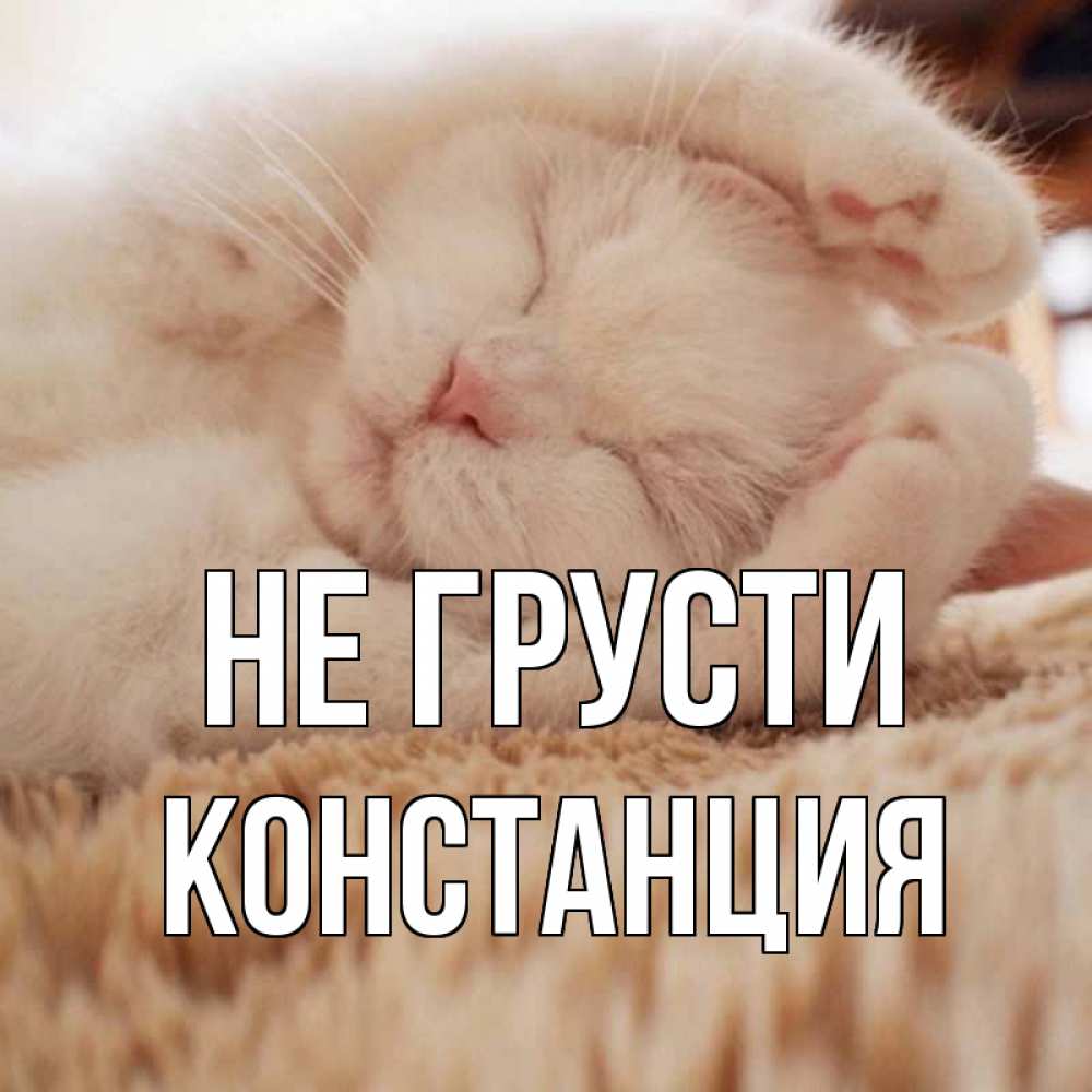 Открытка на каждый день с именем, Констанция Не грусти белый кот Прикольная открытка с пожеланием онлайн скачать бесплатно 