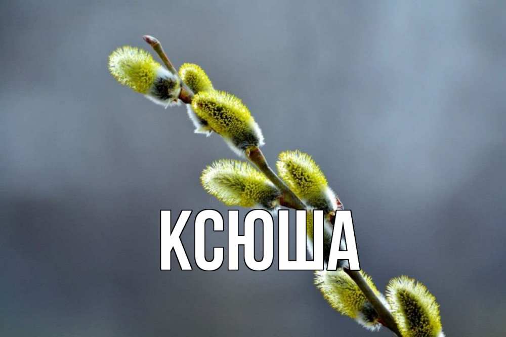 Открытка на каждый день с именем, Ксюша Главная верба Прикольная открытка с пожеланием онлайн скачать бесплатно 