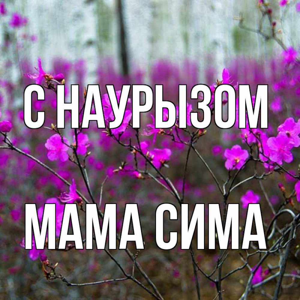 Открытка на каждый день с именем, Мама-Сима С наурызом дикие цветы Прикольная открытка с пожеланием онлайн скачать бесплатно 