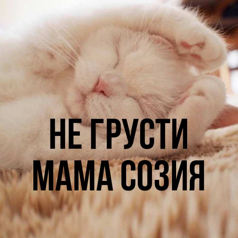 Открытка на каждый день с именем, Мама-Созия Не грусти Котенок спит Прикольная открытка с пожеланием онлайн скачать бесплатно 