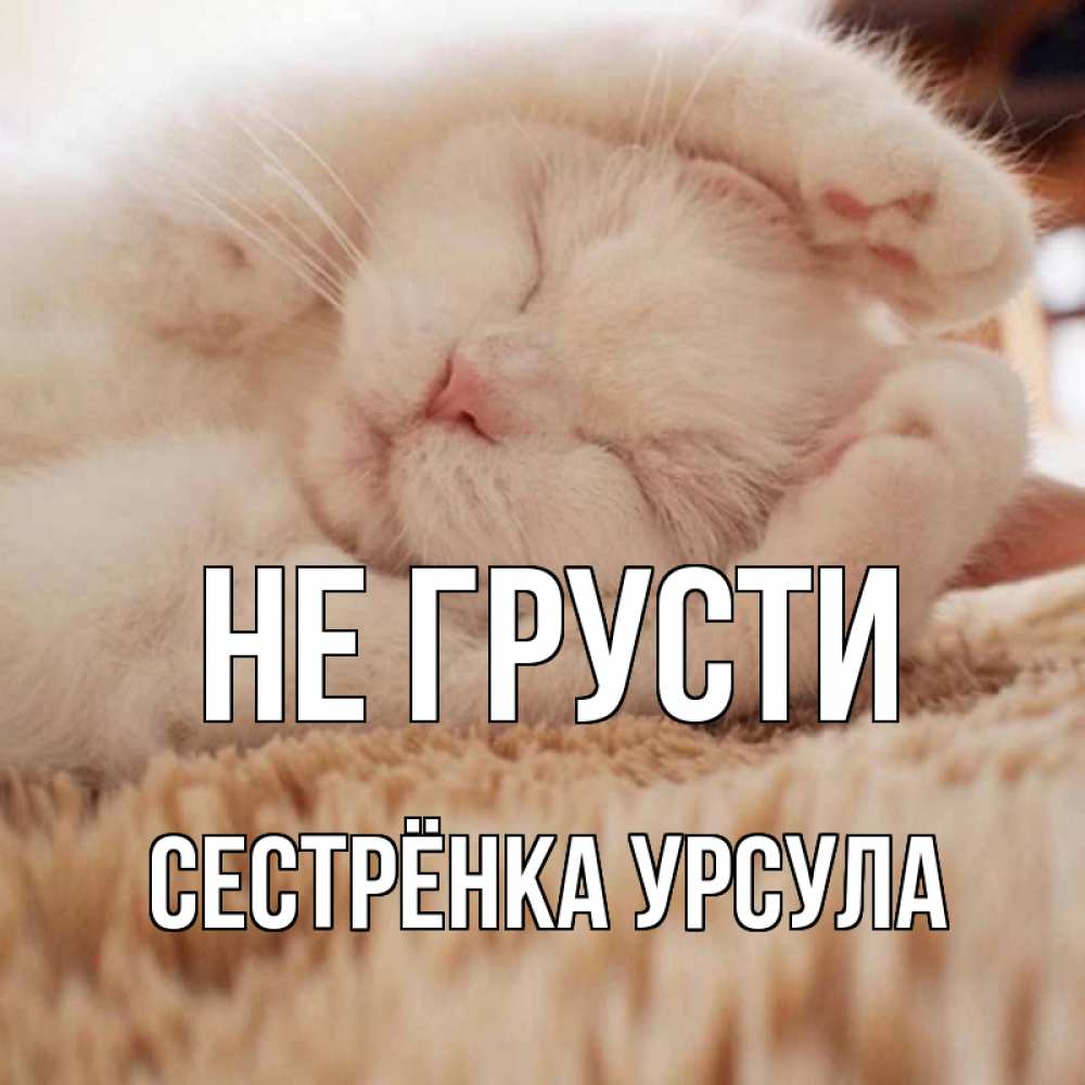 Открытка на каждый день с именем, Сестрёнка-Урсула Не грусти белый кот Прикольная открытка с пожеланием онлайн скачать бесплатно 