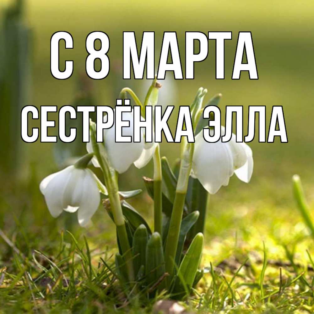 Открытка на каждый день с именем, Сестрёнка-Элла С 8 МАРТА ранние цветы 2 Прикольная открытка с пожеланием онлайн скачать бесплатно 