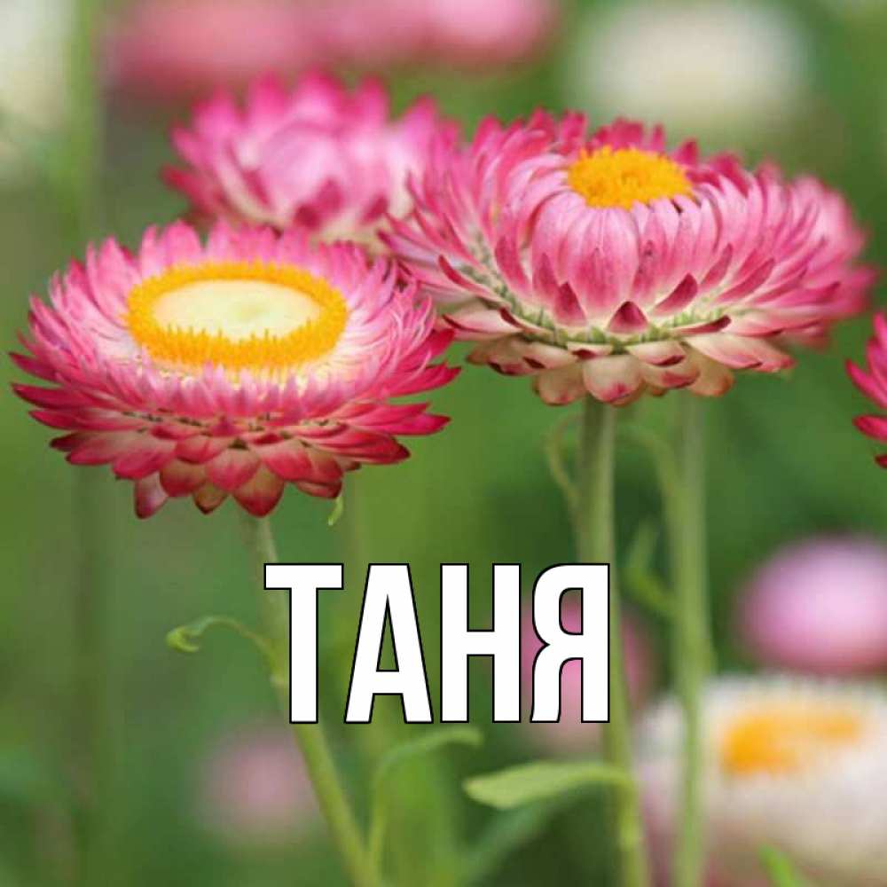 Открытка на каждый день с именем, Таня Главная подарок на международный женский день Прикольная открытка с пожеланием онлайн скачать бесплатно 