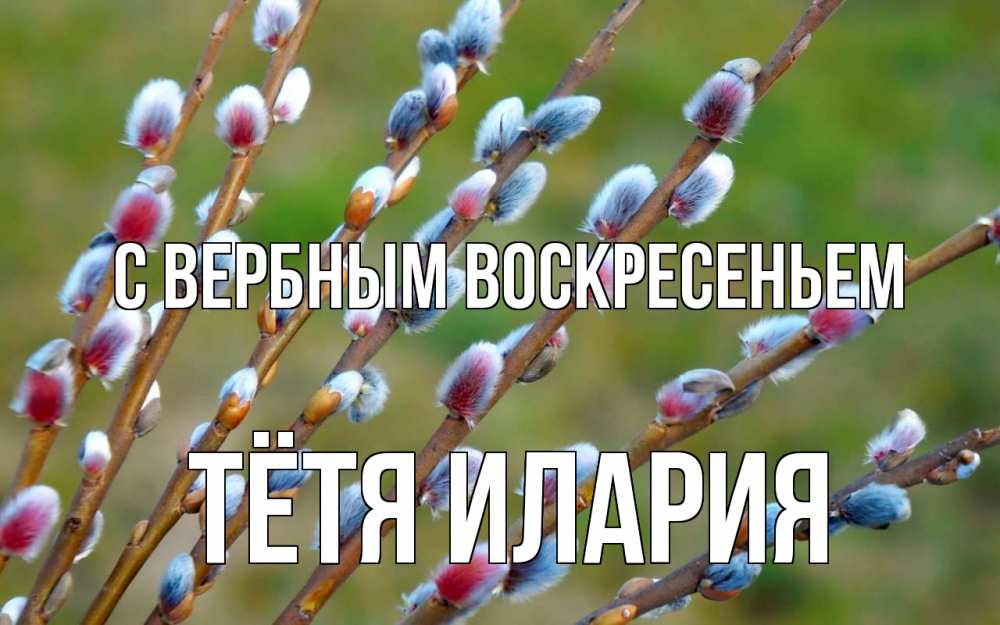 Открытка на каждый день с именем, Тётя-Илария С вербным воскресеньем верба Прикольная открытка с пожеланием онлайн скачать бесплатно 