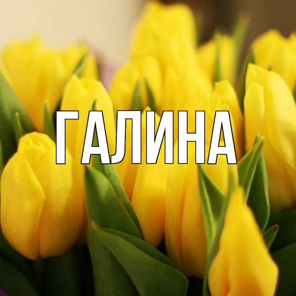 Открытка на каждый день с именем, Галина Главная цветы Прикольная открытка с пожеланием онлайн скачать бесплатно 