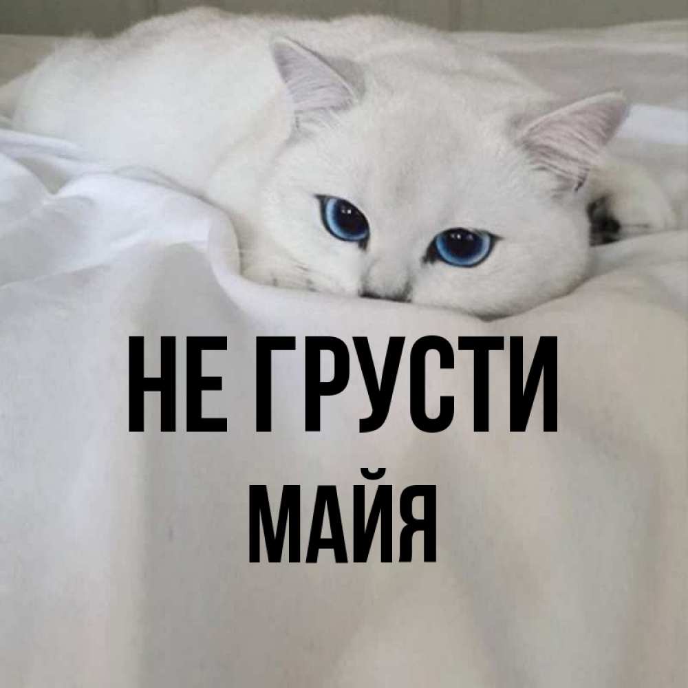 Открытка на каждый день с именем, Майя Не грусти Голубоглазая кошка Прикольная открытка с пожеланием онлайн скачать бесплатно 