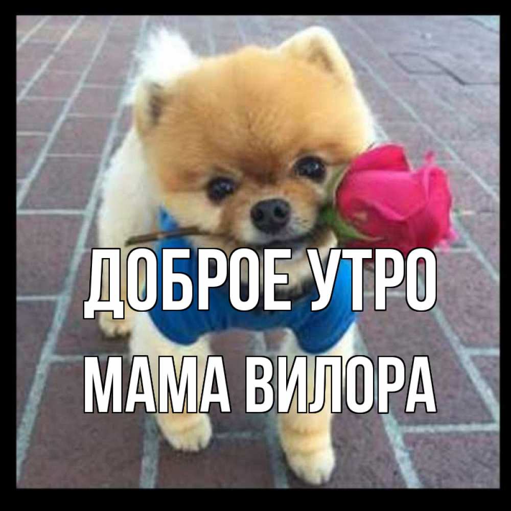 Открытка на каждый день с именем, Мама-Вилора Доброе утро роза в зубах Прикольная открытка с пожеланием онлайн скачать бесплатно 