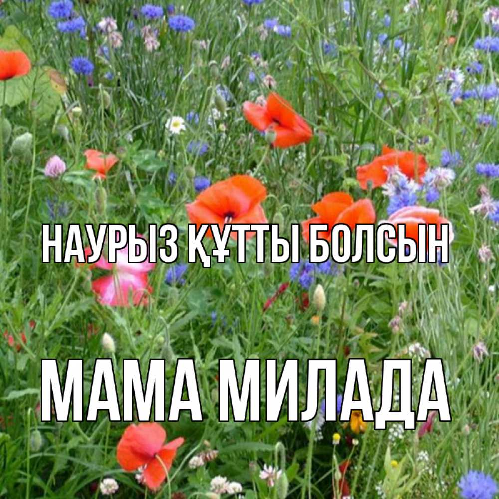 Открытка на каждый день с именем, Мама-Милада Наурыз құтты болсын наурыз  4 Прикольная открытка с пожеланием онлайн скачать бесплатно 