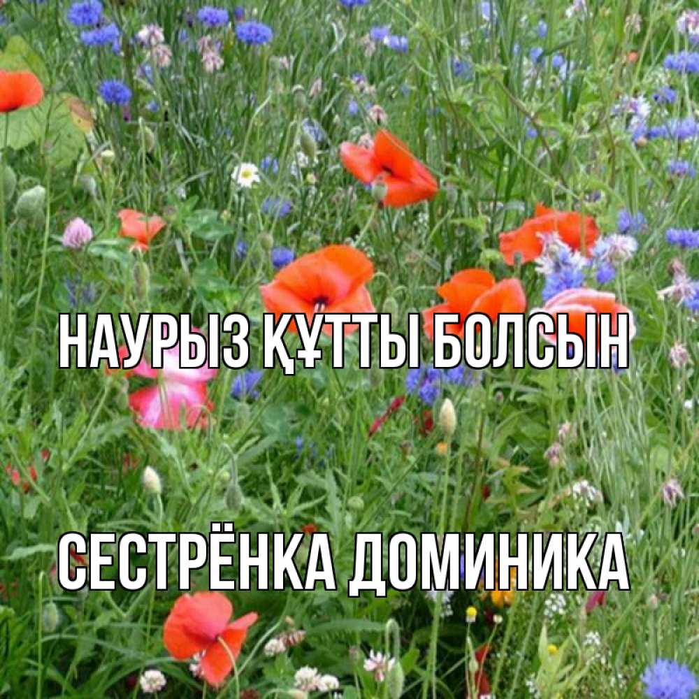 Открытка на каждый день с именем, Сестрёнка-Доминика Наурыз құтты болсын наурыз  4 Прикольная открытка с пожеланием онлайн скачать бесплатно 