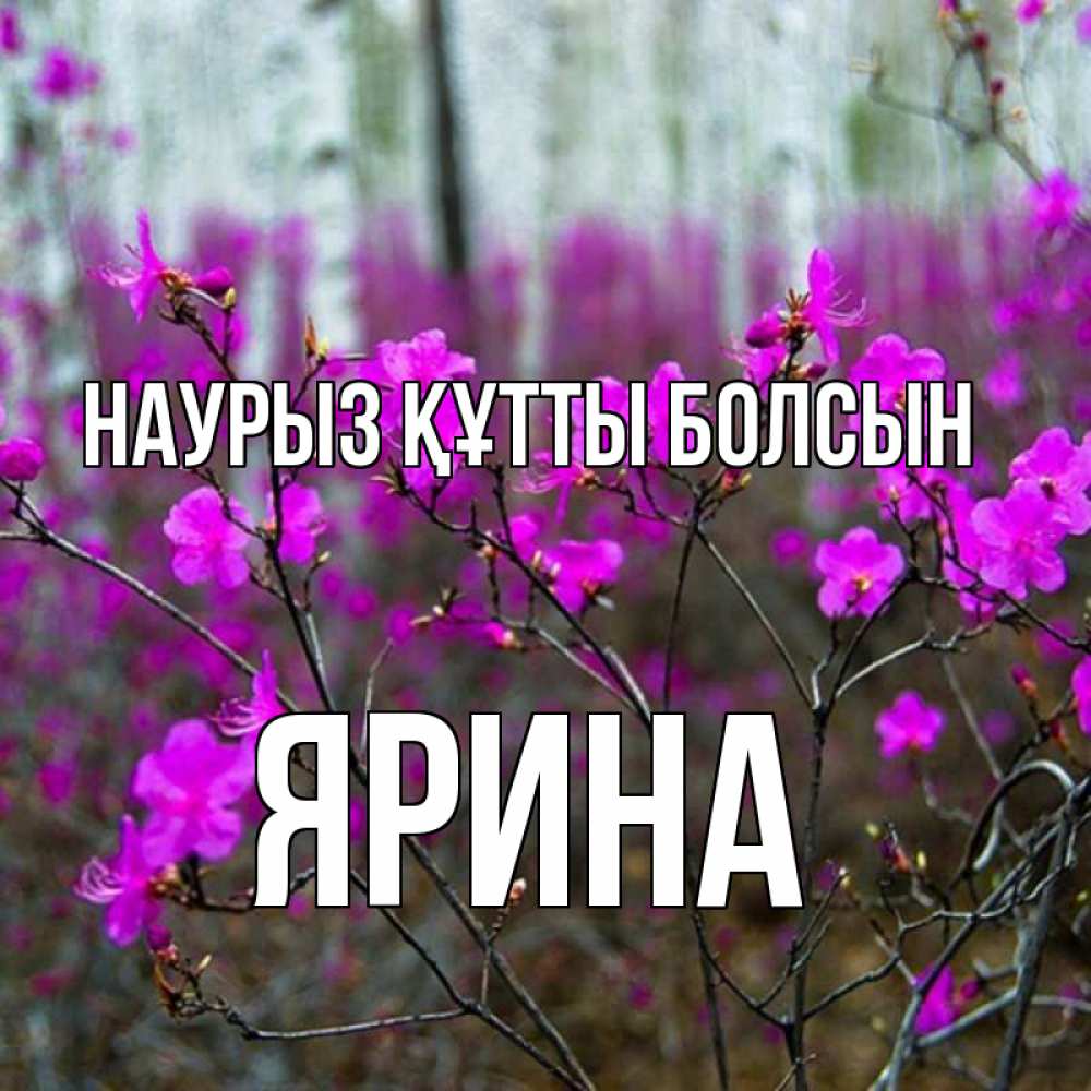 Открытка на каждый день с именем, Ярина Наурыз құтты болсын дикие цветы Прикольная открытка с пожеланием онлайн скачать бесплатно 