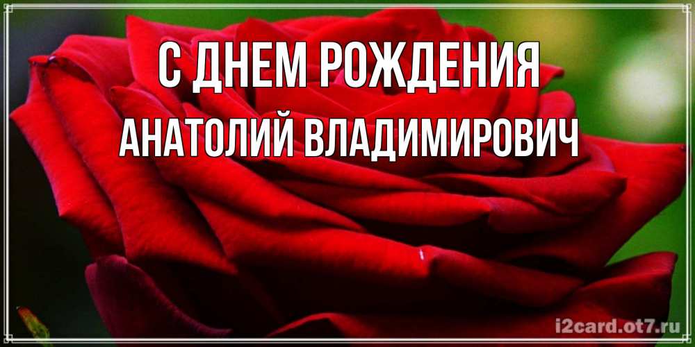 Открытка на каждый день с именем, Анатолий-Владимирович С днем рождения розочка очень красивая Прикольная открытка с пожеланием онлайн скачать бесплатно 
