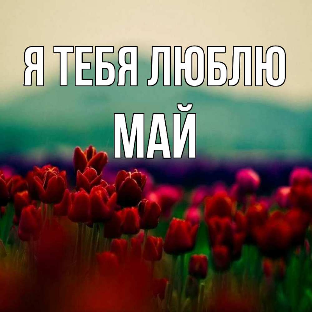 Открытка на каждый день с именем, Май Я тебя люблю тюльпаны 4 Прикольная открытка с пожеланием онлайн скачать бесплатно 