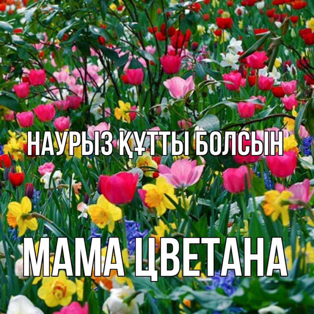 Открытка на каждый день с именем, Мама-Цветана Наурыз құтты болсын с наурызом поздравления для женщины Прикольная открытка с пожеланием онлайн скачать бесплатно 