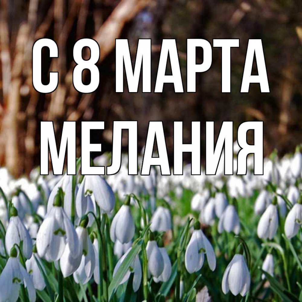 Открытка на каждый день с именем, Мелания С 8 МАРТА с подснежниками 1 Прикольная открытка с пожеланием онлайн скачать бесплатно 