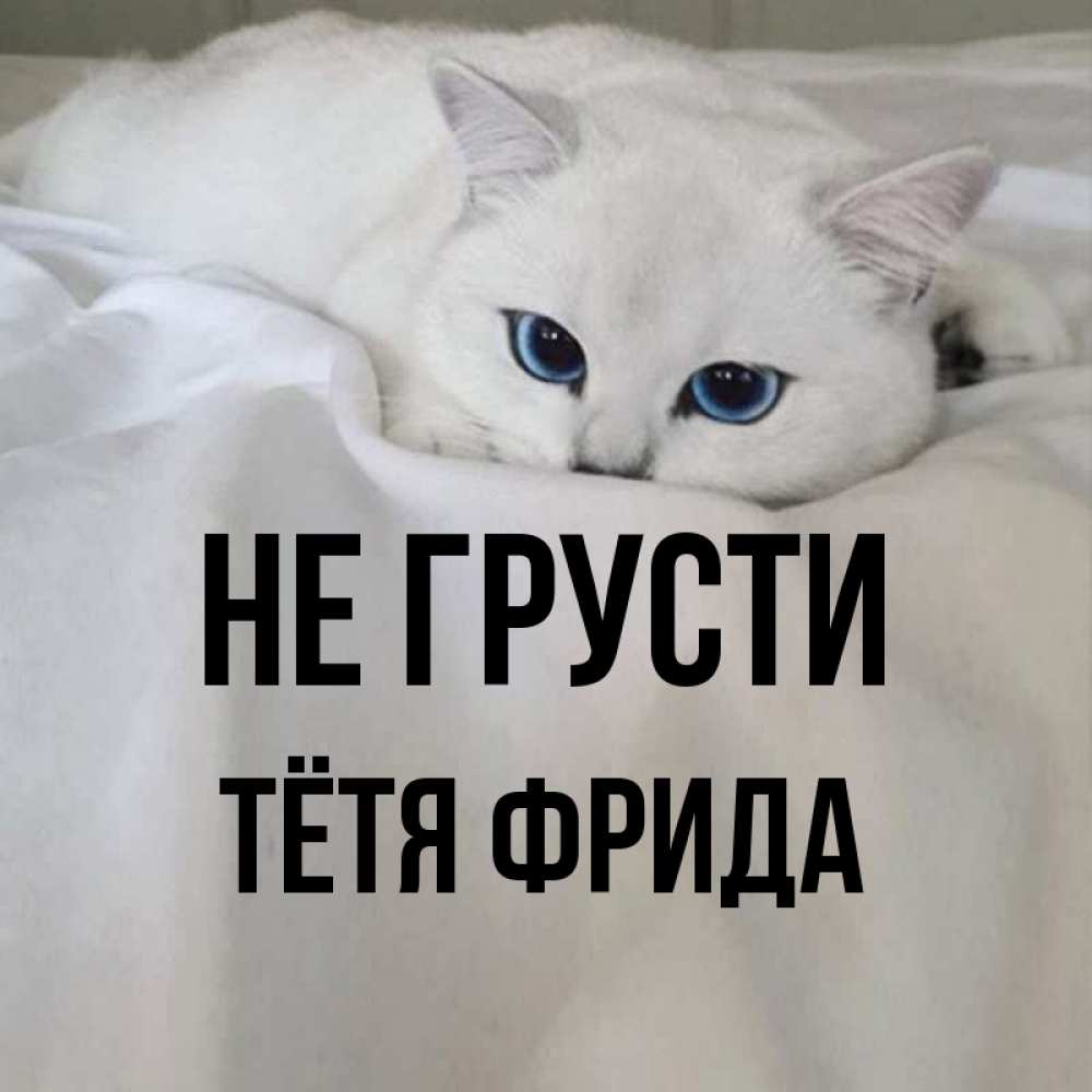 Открытка на каждый день с именем, Тётя-Фрида Не грусти Голубоглазая кошка Прикольная открытка с пожеланием онлайн скачать бесплатно 