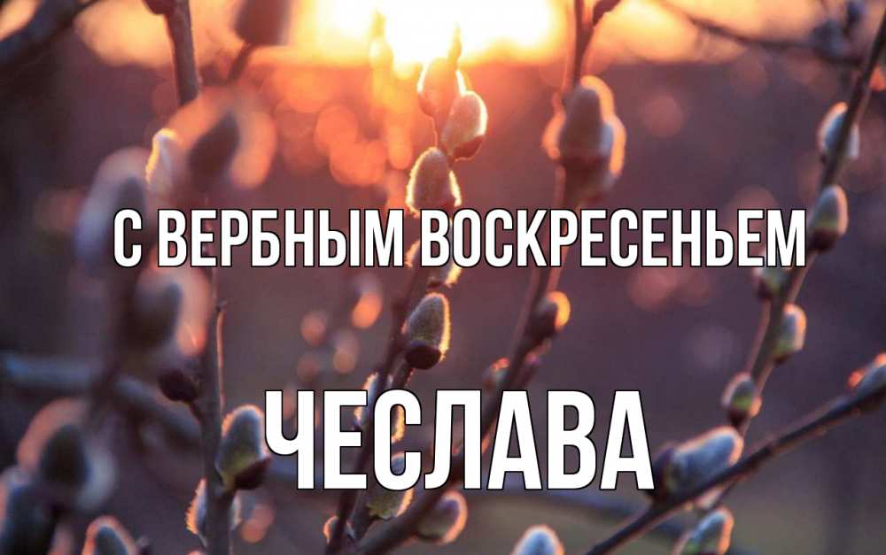 Открытка на каждый день с именем, Чеслава С вербным воскресеньем верба Прикольная открытка с пожеланием онлайн скачать бесплатно 