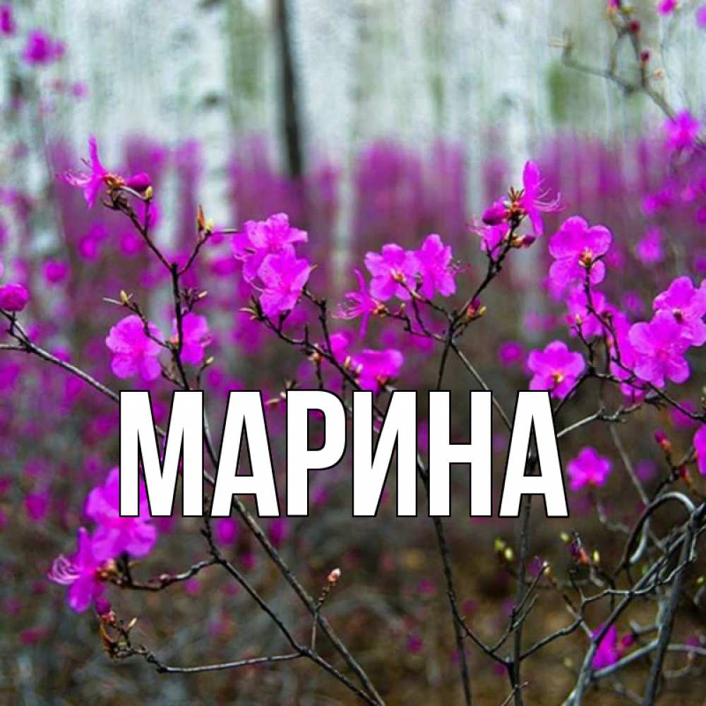 Открытка на каждый день с именем, Марина Главная дикие цветы Прикольная открытка с пожеланием онлайн скачать бесплатно 