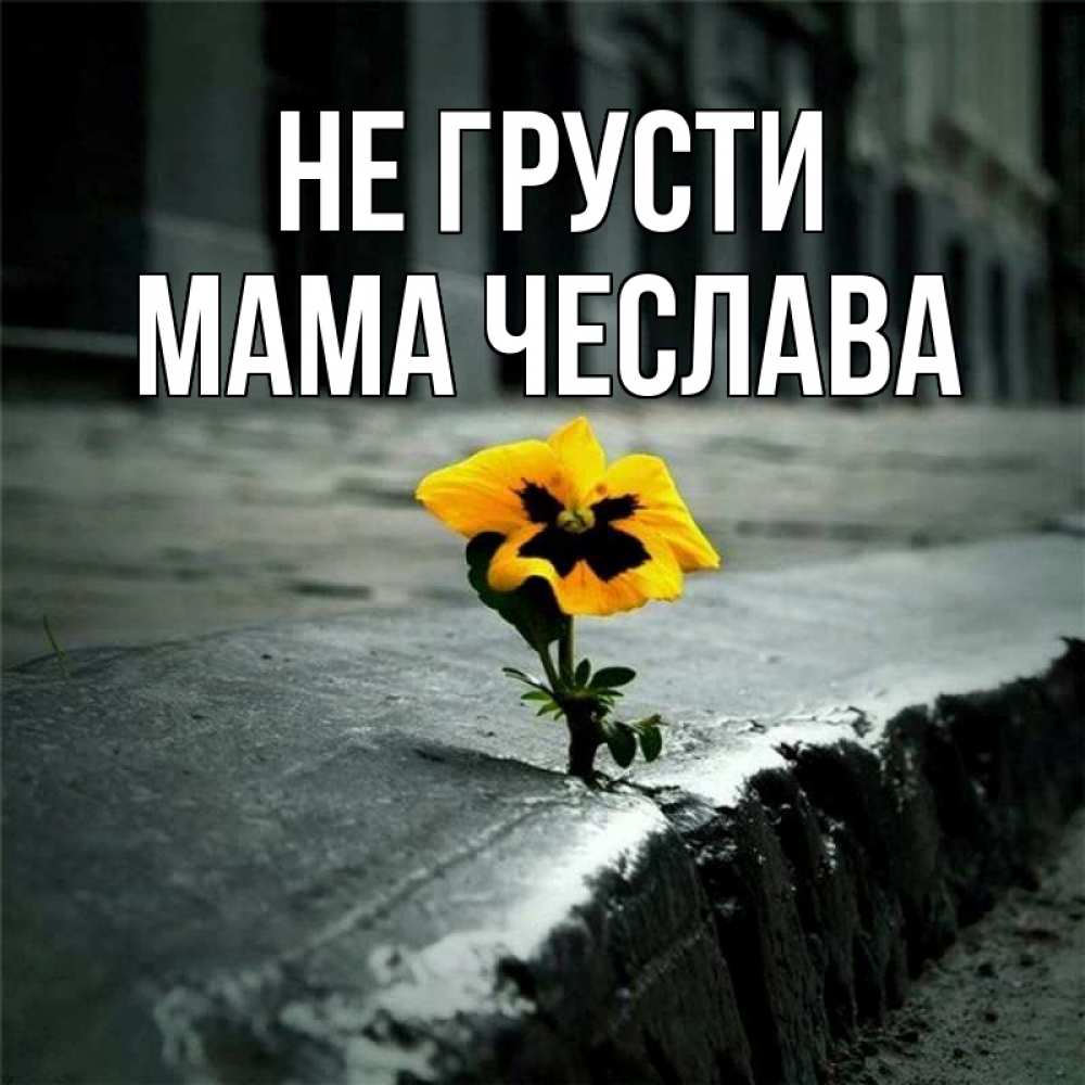 Открытка на каждый день с именем, Мама-Чеслава Не грусти не сдавайся Прикольная открытка с пожеланием онлайн скачать бесплатно 
