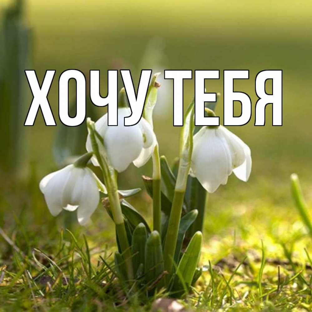 Открытка на каждый день с именем, Хочу-тебя Главная ранние цветы 2 Прикольная открытка с пожеланием онлайн скачать бесплатно 