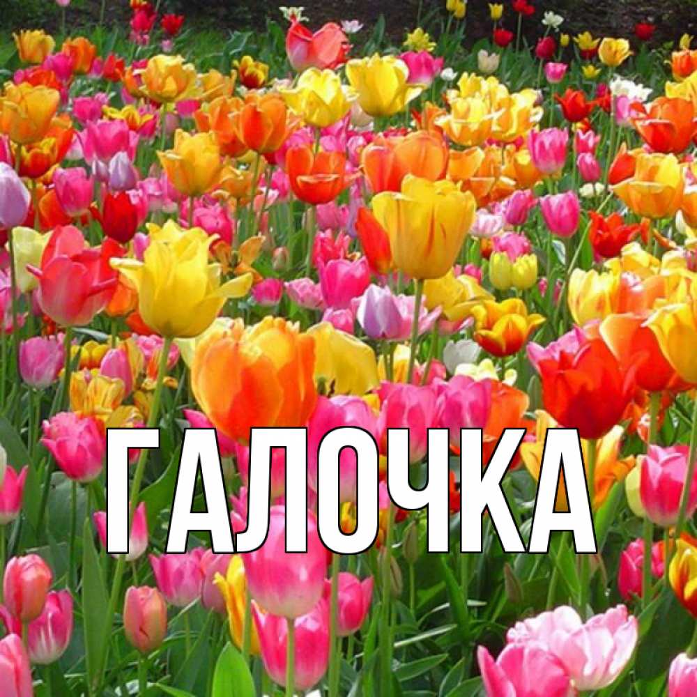 Открытка на каждый день с именем, Галочка Главная на международный женский день Прикольная открытка с пожеланием онлайн скачать бесплатно 