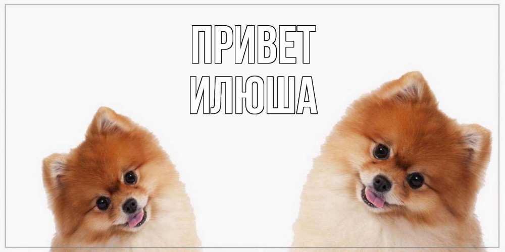 Открытка на каждый день с именем, илюша Привет привет Прикольная открытка с пожеланием онлайн скачать бесплатно 