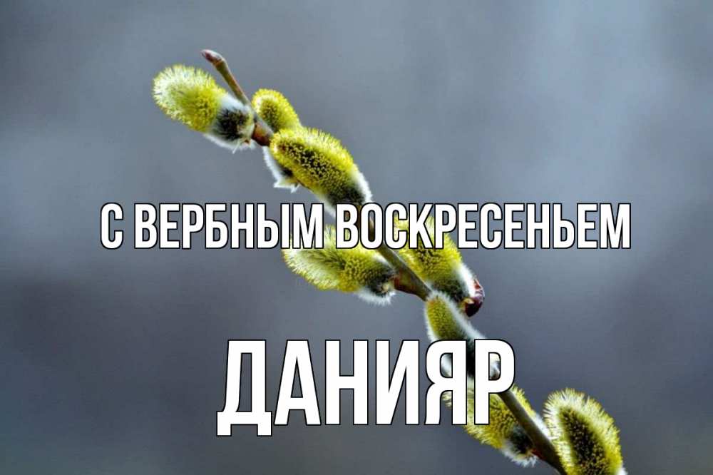 Открытка на каждый день с именем, Данияр С вербным воскресеньем верба Прикольная открытка с пожеланием онлайн скачать бесплатно 