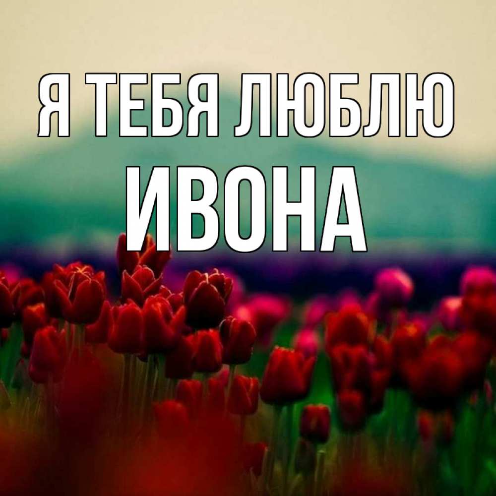 Открытка на каждый день с именем, Ивона Я тебя люблю тюльпаны 4 Прикольная открытка с пожеланием онлайн скачать бесплатно 