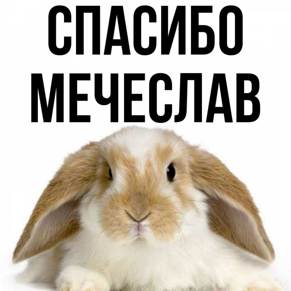 Открытка на каждый день с именем, Мечеслав Спасибо коричнево белый заяц Прикольная открытка с пожеланием онлайн скачать бесплатно 