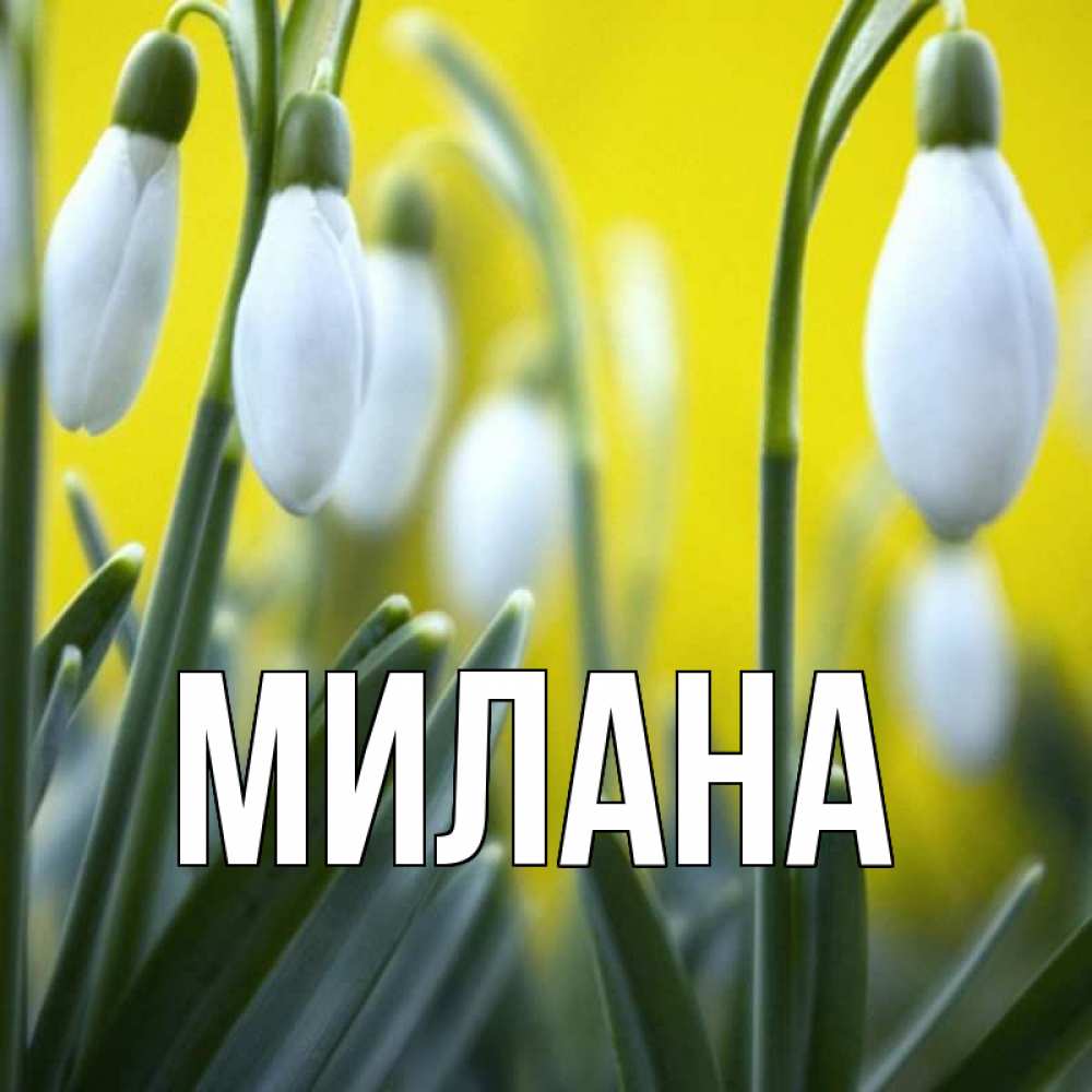 Открытка на каждый день с именем, Милана Главная весенние цветы Прикольная открытка с пожеланием онлайн скачать бесплатно 
