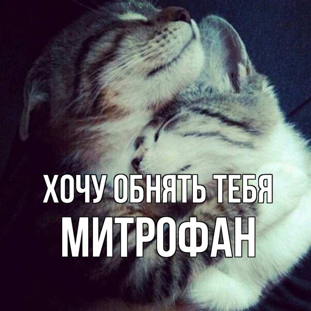 Открытка на каждый день с именем, Митрофан Хочу обнять тебя полосатики Прикольная открытка с пожеланием онлайн скачать бесплатно 