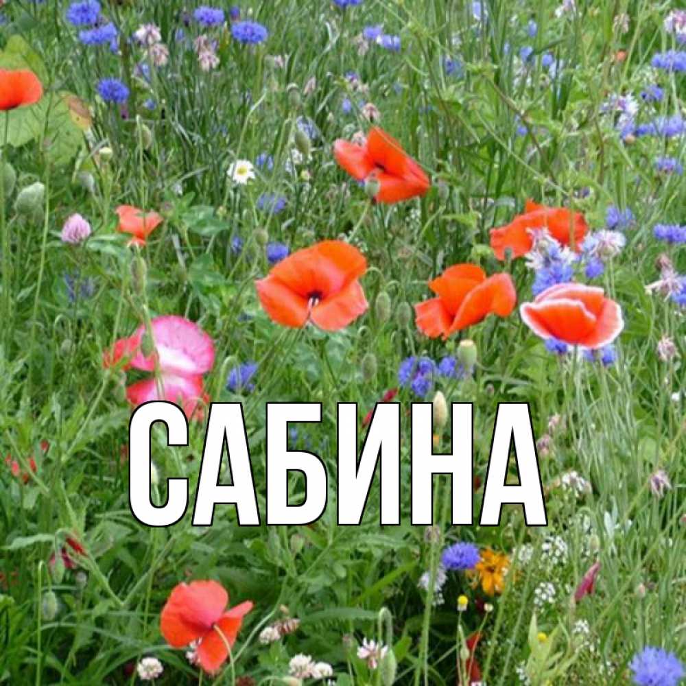 Открытка на каждый день с именем, Сабина Главная международный женский день 4 Прикольная открытка с пожеланием онлайн скачать бесплатно 